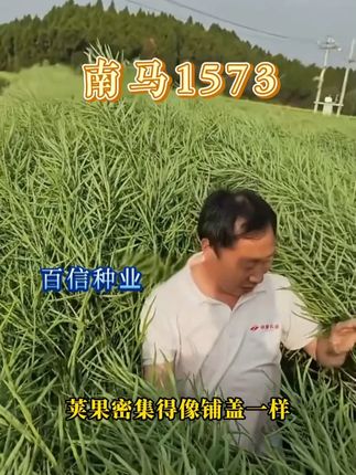 #南马1573 #三农 #一份耕耘一份收获 #流量扶持 #油菜种植