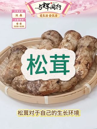 正宗云南香格里拉松茸新鲜现采松茸菌菇松茸王250/500g#松茸 #菌菇 #松茸王 #新鲜 #现采