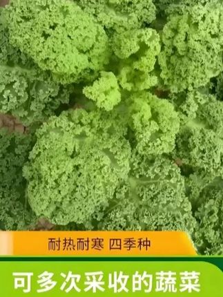 秋天到了,想种点菜的推荐您种点这个好吃又好看的#羽衣甘蓝 既能当花赏又能当菜吃#羽衣甘蓝种子