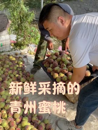 大山上生长的青州蜜桃哈,保证你们的收到的都是个个脆甜! #青州蜜桃#青州蜜桃熟了#小桃子#冬雪蜜桃#桃子熟了