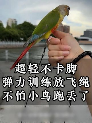 带鸟宝出门一定要带放飞绳#鹦鹉放飞绳 #鹦鹉放飞 #鹦鹉防飞绳 #鹦鹉小白