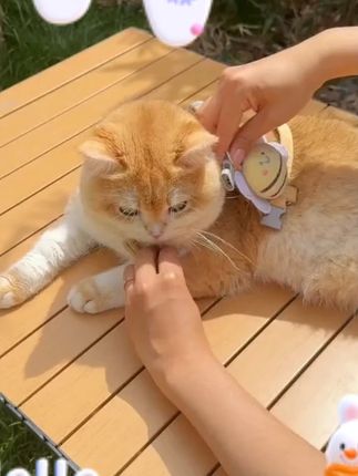宠物胸背带狗狗牵引绳养宠装备猫犬通用宠物外出萌趣轻松防挣脱#宠物胸背带 #猫狗通用 #萌趣牵引 #遛宠必备 #防挣脱胸背带