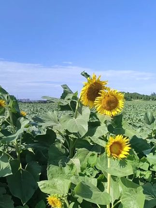 好看的唇型一定是勾勒出来的!双头唇线笔一头晕染一头阴影!唇型不好看的姐妹一定要去试一下#唇线笔 #美妆 #如何画唇形#唇妆教程