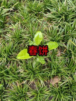河南手工山药春饼无油无盐烫面烙馍商用饼烧烤小饼筋饼薄饼卷饼 #春饼 #卷饼 #山药