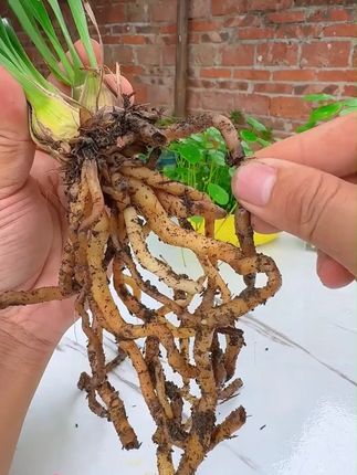 JUNDE/君德枯草芽孢杆菌菌剂疏松土壤促花植物兰花桂花绿植花卉#种植小技巧 #我的花花草草🌸🌸 #植物 #园艺生活