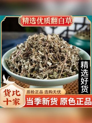 翻白草干货翻白草整颗切段和绞股蓝泡茶泡水喝 #翻白草干货 #翻白草泡水喝 #翻白草茶 #翻白草