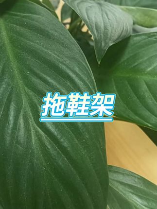 免打孔浴室拖鞋架 #卫生间收纳 #拖鞋架 #壁挂设计 #浴室好物 #空间节约