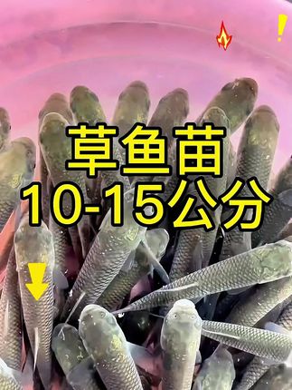 草鱼苗价格大揭秘!了解批发价!包邮包活! #水产养殖 #养鱼日记 #四大家鱼 #草鱼苗 #抖音渔业