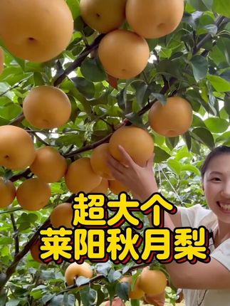 秋月梨 t