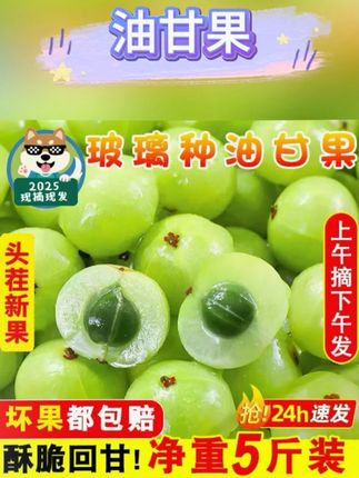 金灶新鲜采摘特产青皮玻璃油甘余甘果牛甘果橄榄油甘孕妇水果榨汁#现摘现发 #新鲜应季水果 #好吃不贵经济实惠 #油甘果 #好吃到停不下来 @DOU+小助手 @DOU+上热门 @DOU+好生意