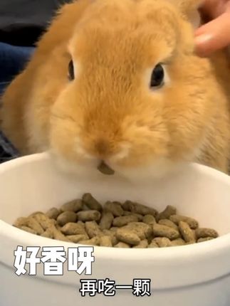 Oi,这味道!是我喜欢的健康香香兔粮!谢谢妈妈给小兔打猎 cr.瓜小夏🍉 #兔子 #兔兔这么可爱 #兔兔 #兔粮供给站 #兔粮