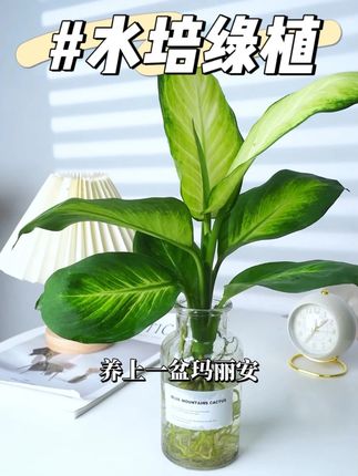 玛丽安万年青不愧是懒人绿植,好看又好养 #水培植物#玛丽安#万年青#室内盆栽#创享绿洲