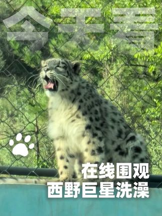 快来围观西野巨星洗澡 #舔毛是一件很优雅的事 #可爱的人总是发现可爱的事 #凌小芒 #雪豹救护 #谁能拒绝傻憨憨的小猫咪