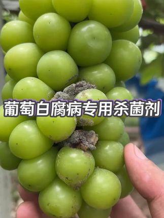 葡萄白腐病专用药#葡萄白腐病 大蒜白腐病、大豆白腐病、莴笋、油菜、向日葵白腐病防治专用杀菌剂#白腐病 各类作物白腐病通用药