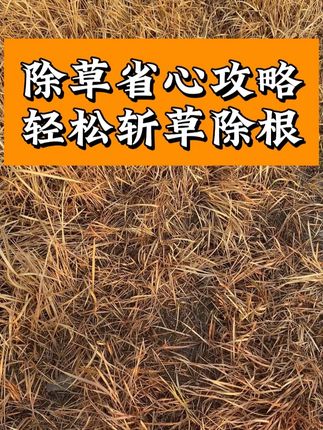 除草省心攻略,轻松斩草除根 #环嗪酮#环嗪酮除草剂#除草剂#农业种植#三农