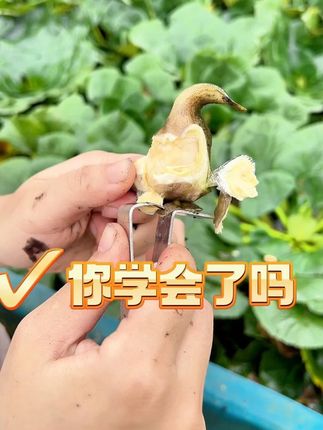 剥壳教学又来了! 买菱角送工具,超级好用的工具哦!#新鲜采摘 #粉糯香甜 #老菱角