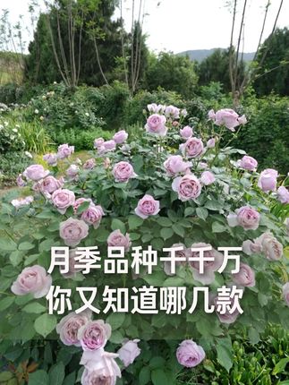 月季品种千千万,你答对了几个 #爱生活爱养花 #园艺生活 #每日一花 #月季 #猜猜看