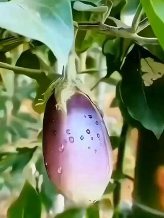 剥蒜摘菜一站式搞定!戴这手指套,蒜汁不沾指甲缝,摘完青菜直接洗菜,再也不用反复洗手~ #生活好帮手 #实用小技巧 #日常生活小妙招