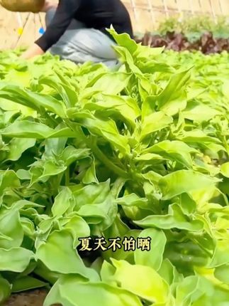 #冰菜 自带咸味,您吃过吗?现在正是播种的时候#蔬菜种子 #在家种菜 #阳台种植