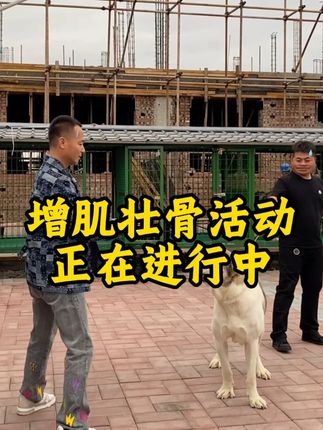 10月1狗粮活动正在进行中,有需要的直接下单即可! #平价狗粮推荐#增肌壮骨狗粮#狗粮#性价比狗粮推荐