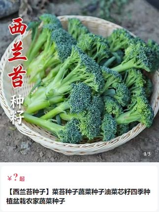 #西兰苔种子 #蔬菜种子 #支持三农扶持三农发展 #自己种的纯天然的绿色蔬菜 #优质农产