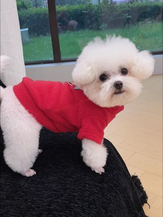 #狗狗衣服推荐 #狗狗衣服 #狗狗衣服秋冬款 #猫咪衣服 #宠物衣服