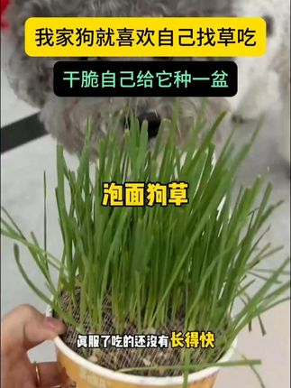 狗狗吃外面的野草!不光不卫生还有细菌!自己种的干净卫生还新鲜!多吃狗草对狗狗身体有各种益处!而且猫咪和狗狗都能吃!养猫养狗的家长强烈推荐#创作灵感 #狗草 #贪吃马 #狗吃草 #新手养狗 =