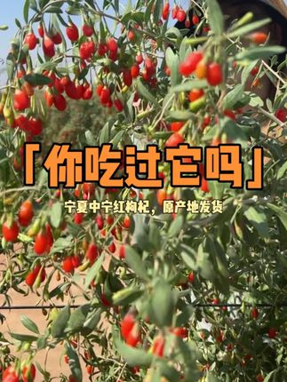 没有中间商赚差价的中宁红枸杞#我为家乡农产品代言#源头好货