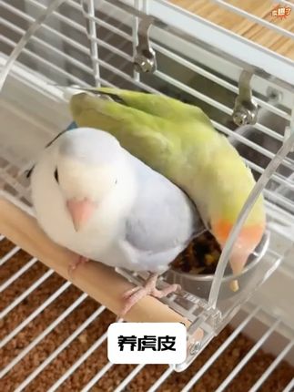 yee鹦鹉防溅不锈钢食盆喂食器鸟用防飞溅食盒虎皮牡丹玄凤用品 #喂食器 #喂食器分享 #喂食器推荐 #鹦鹉喂食器 #鹦鹉喂食器分享