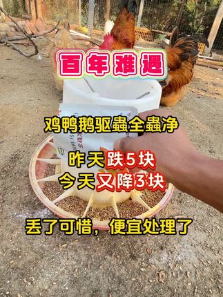 #散养土鸡 #农村土鸡散养 #农村养鸡人 #农村养鸡