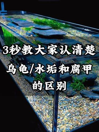 乌龟腐甲了用腐甲宁来急救,专门对付腐甲、腐皮这些龟壳顽疾问题 #腐甲宁 #乌龟 #养龟日常 #乌龟腐甲 #养龟人