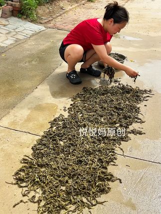 悦悦妈五香芝麻叶做芝麻叶豆腐汤,真空包装打开就能煮,省事又好喝!#悦悦妈芝麻叶#芝麻叶#美食#五香芝麻叶#河南特产