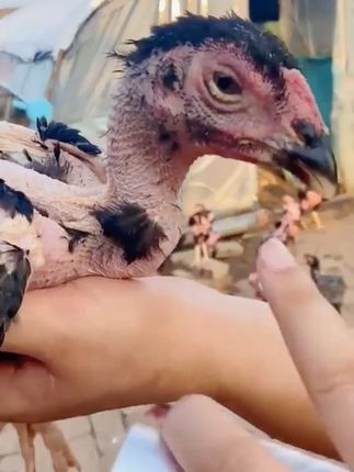 天热养鸡要驱虫