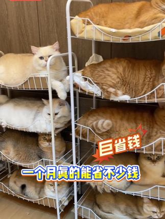 这个猫粮的加料给我震惊了,性价比太高了,特别适合多猫家庭!#小数点猫粮 #养猫人 #养猫新手 #萌宠好物 #科学养宠攻略