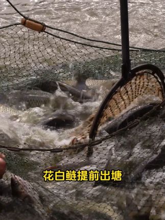 花白鲢提前出题卖钱用利饵多肽#威立妙 #水产养殖 #鱼塘