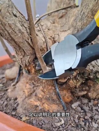 盆景修剪铝线铬钒钢绿化水口钳剪线电工斜口钳省力钳斜嘴花艺耐用 #盆景修剪 #盆景修剪水口钳 #盆景修剪刀
