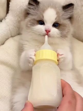 兽护神猫咪羊奶粉猫用专用幼猫孕乳成猫产后奶糕小猫宠物营养补钙 奶香奶香的,闻着我都想喝,给猫咪补充营养可以安排上#养宠必备 #宠物好物 #萌宠 #养猫用品 #新手养猫