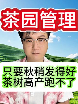 只要秋稍发的好。茶树高产少不了