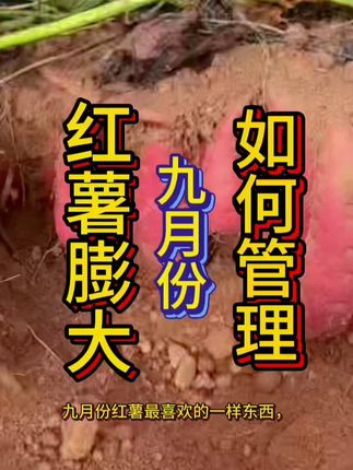 红薯膨大专用 #红薯种植 #红薯高产 #红薯膨大期 #沃柯易