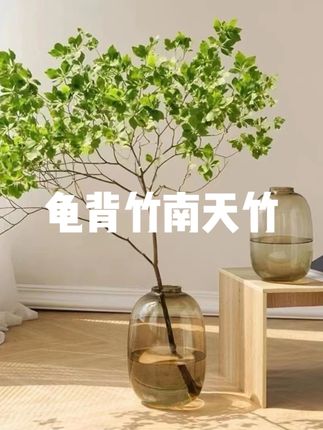 网红款大肚玻璃花瓶高通透水培鲜切绿植龟背竹春羽南天竹简单轻奢 #大肚玻璃花瓶 #水培鲜切绿植 #龟背竹盆栽 #绿植南天竹 #花瓶绿植