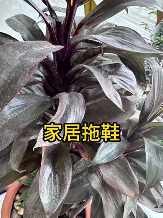 #婚庆用品 #结婚拖鞋 #拖鞋 #备婚日常 #婚鞋