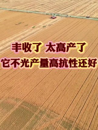 #丰收的季节硕果累累 #小麦种植 #小麦 #高产小麦 #服务三农支持三农