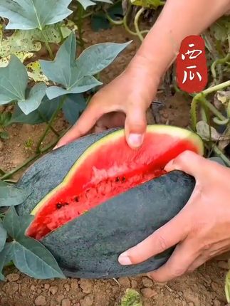 #黑皮西瓜