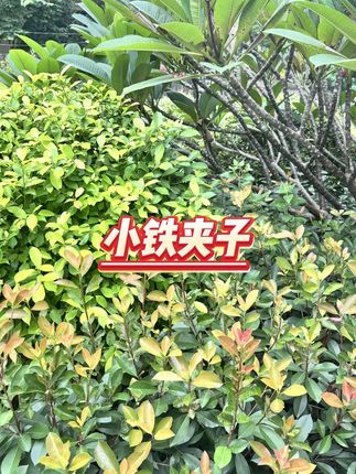 晨光长尾燕尾夹 #票据整理 #办公文具 #凤尾设计