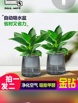 【 买一送一】金钻盆栽室内净化空气美观桌面绿植办公室四季常青#金钻盆栽 #室内盆栽 #盆栽绿植 #花卉绿植 #桌面绿植
