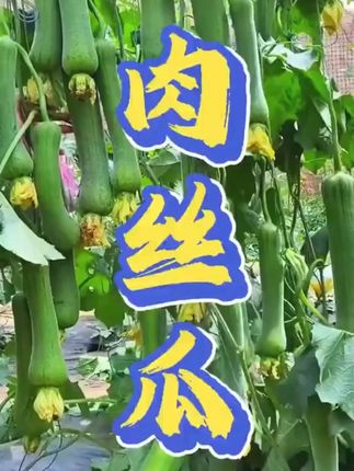 #肉丝瓜种子 #丝瓜种子 #丝瓜高产种子