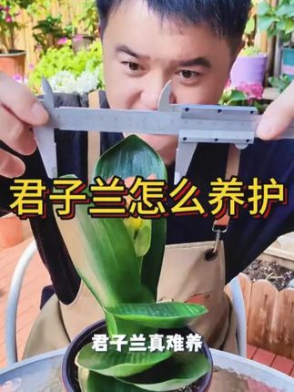 君子兰怎么养 #君子兰 #花卉绿植 #室内盆栽 #爱生活爱养花 #君子兰养殖