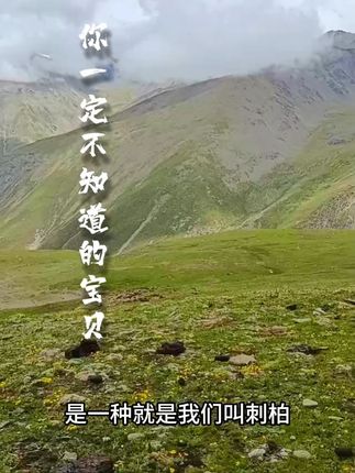这个可是好东西呢 你肯定没见过吧#搭末拉藏香