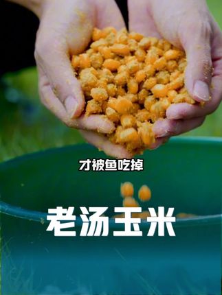因为微发酵的玉米鱼爱吃,老汤玉米钓鱼连竿中鱼!#钓鱼 #饵料 #窝料 #钓鱼人