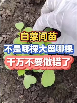 农业种植技术指导-张老师